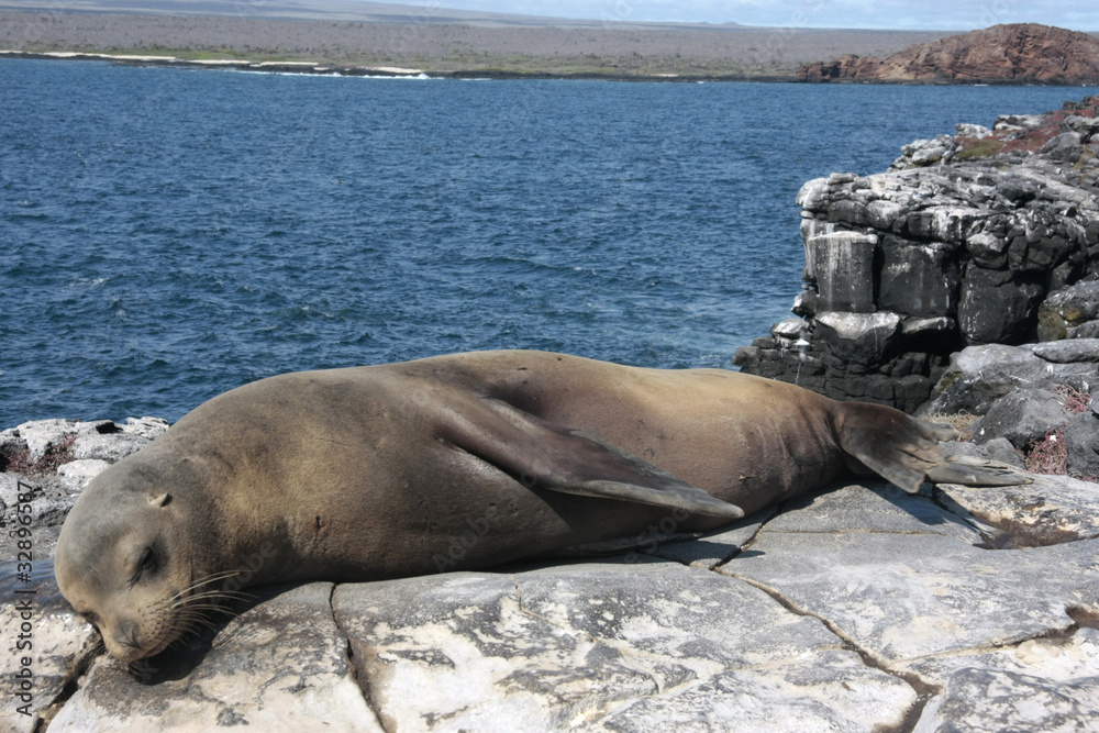 Fototapeta premium Islas Plazas,Galapagos Ecuador