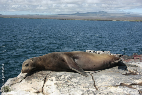 Islas Plazas Galapagos Ecuador