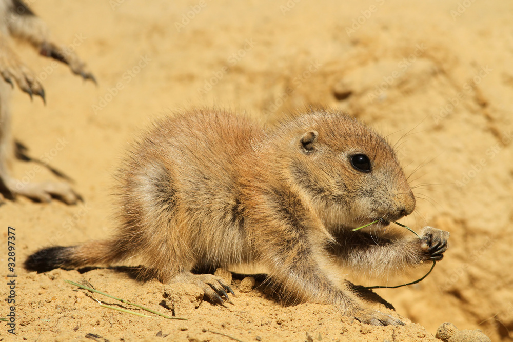 Baby prairie dog