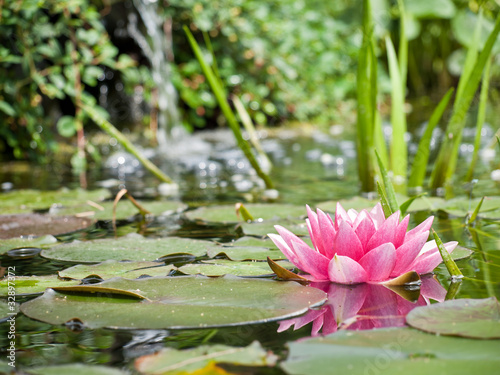 water lily