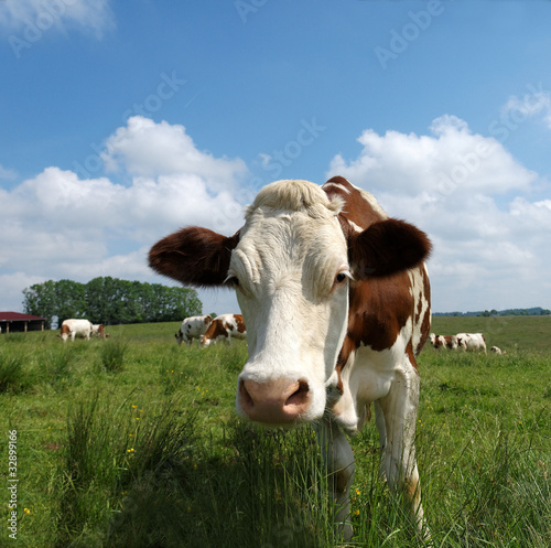 vache montbéliarde