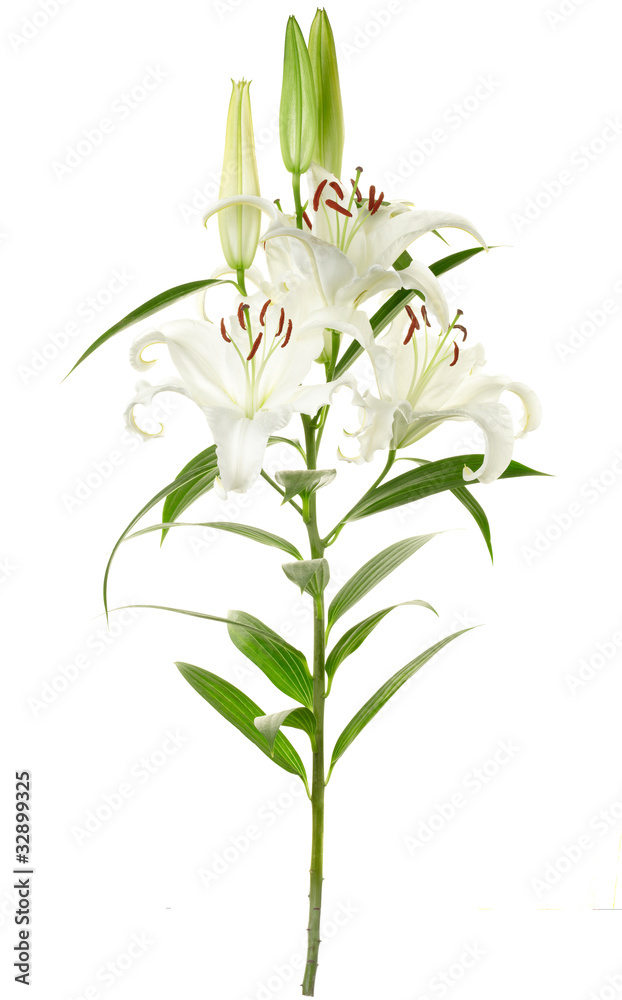 Lily isolated on white, clipping path included