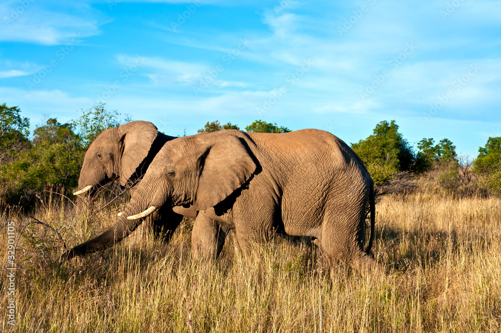 Obraz premium Walking elephants