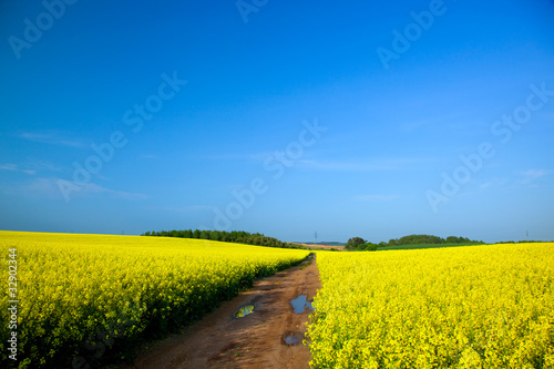 Yellow rapeseed field in spring