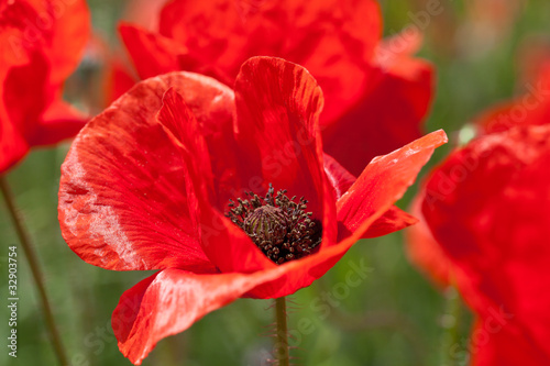 Klatschmohn photo