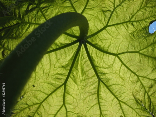 The growing list astilboidesa (Astilboides tabularis) photo