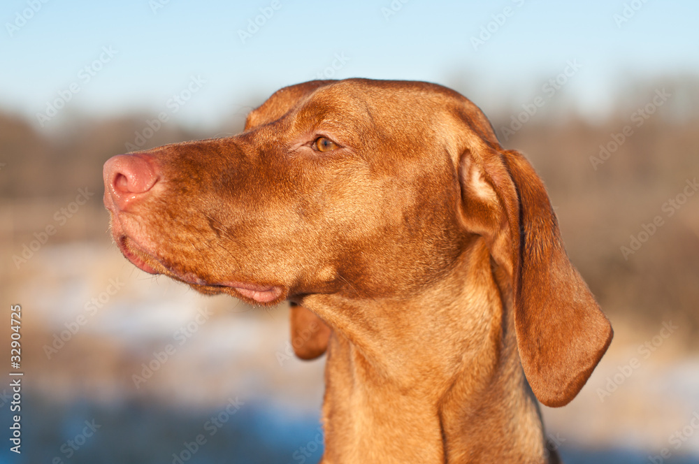 Hungarian Vizsla Dog Close-up