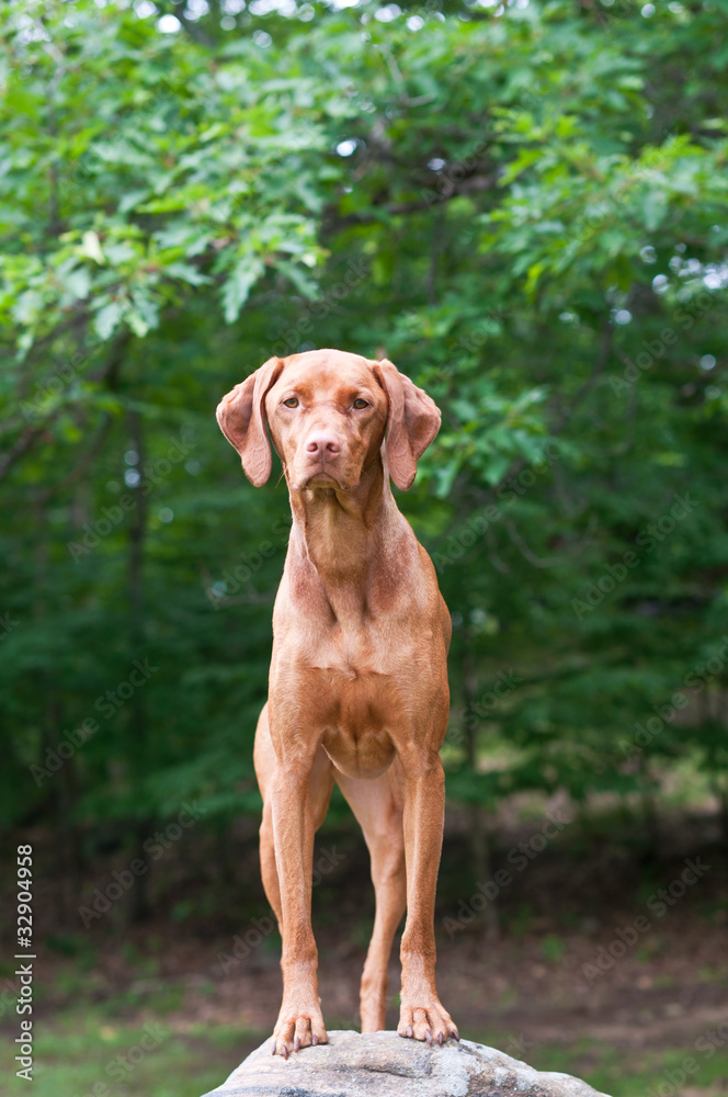 Vizsla Dog Standing on a Rock
