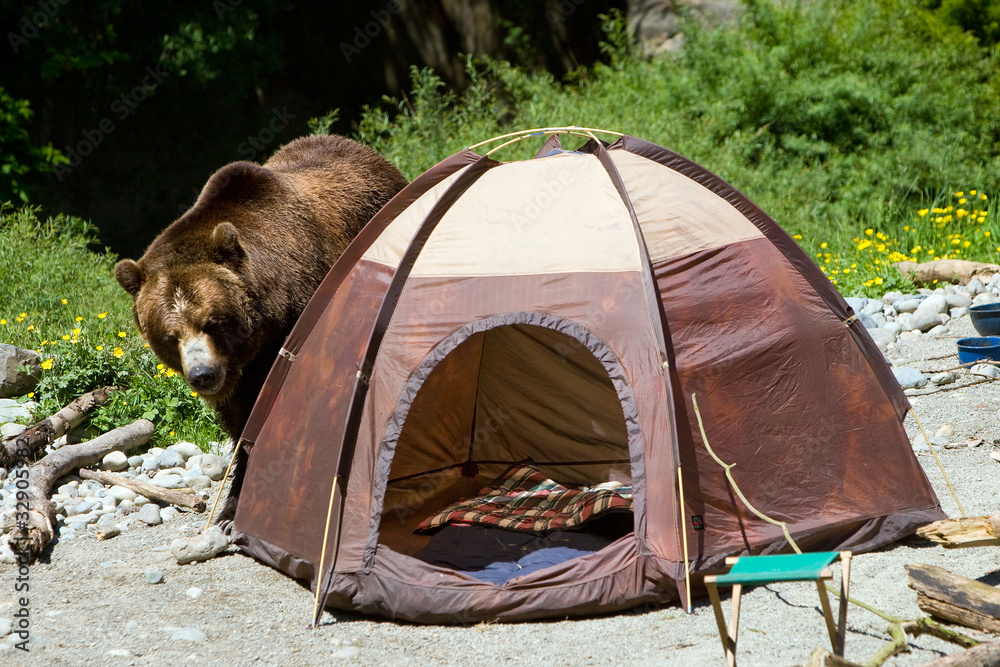 Fototapeta premium Bear in a camp site