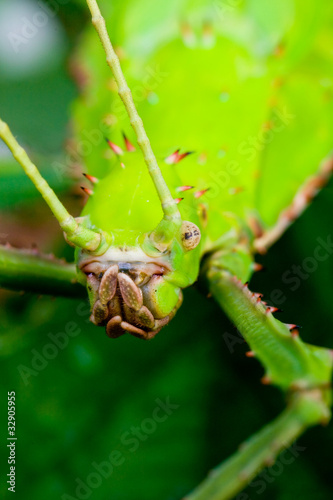 Australian Walkingstick Bug