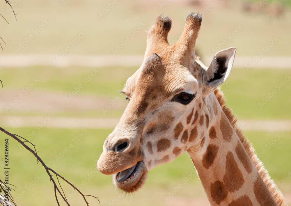 Fototapeta premium african giraffe up close