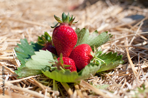 Fresh picked strawberries