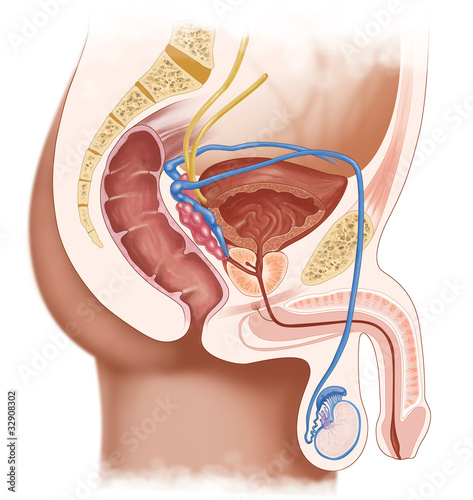 Medical illustration showing the male urogenital system in cross section, including urinary and reproductive organs. Suitable for healthcare education, textbooks, and medical presentations.