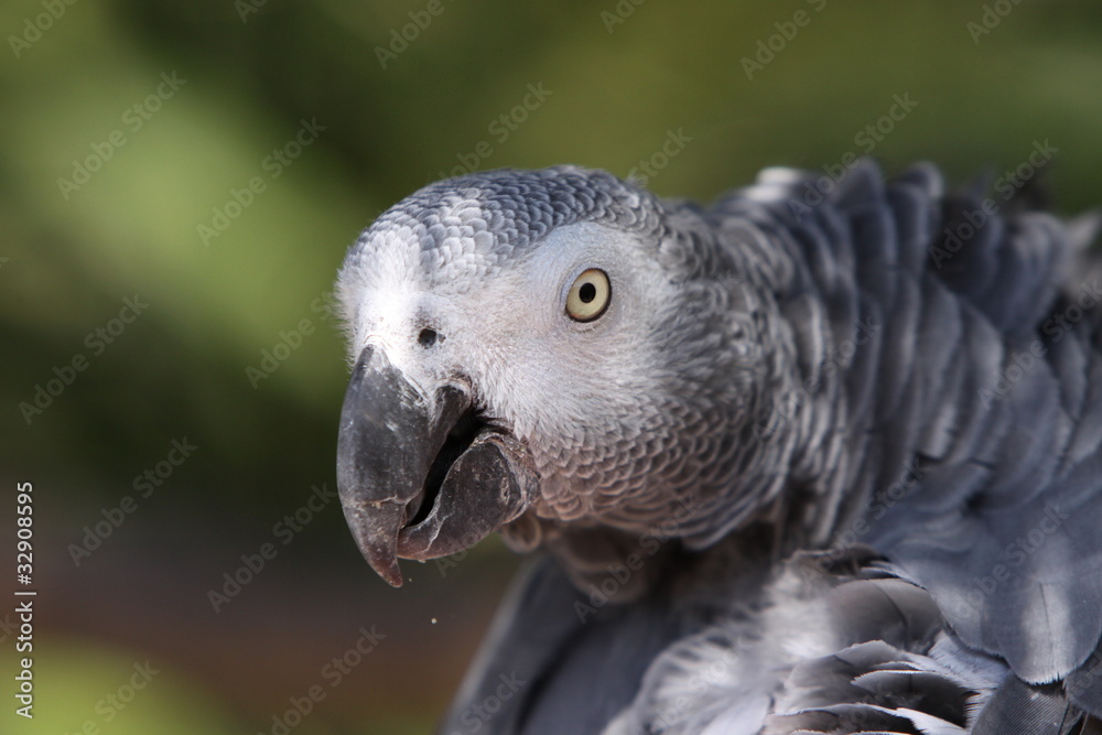 Obraz premium Graupapagei