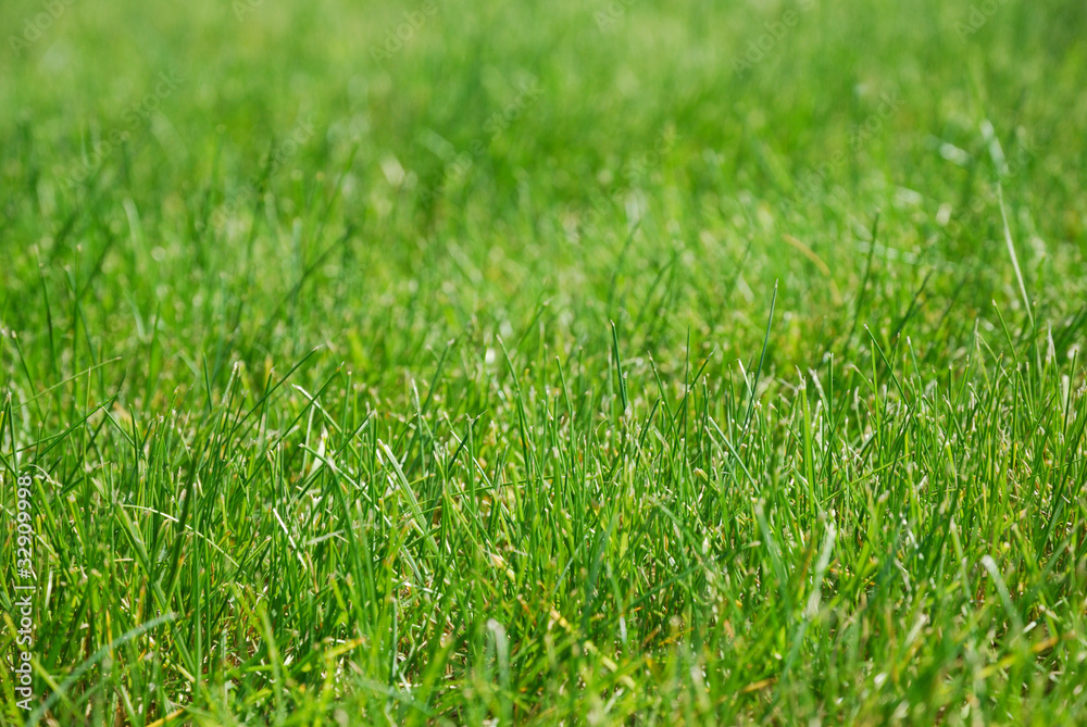 Close-up of a green grass Close-up of a green grass