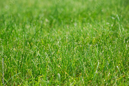 Close-up of a green grass