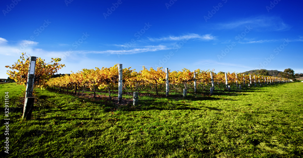 Obraz premium Vibrant Vineyard