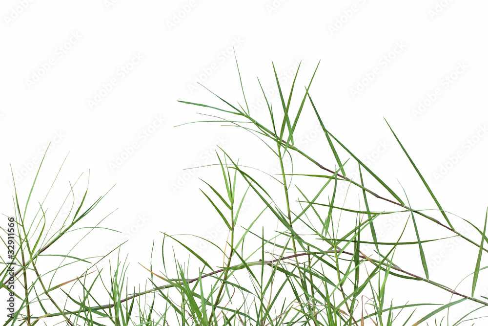 Naklejka premium Bermuda grass