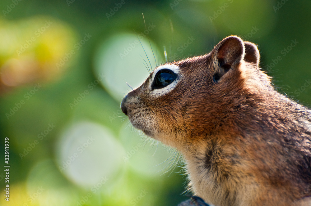 Close up of a Golden Mantled Ground Squirrell Close up of a Golden Mantled Ground Squirrell