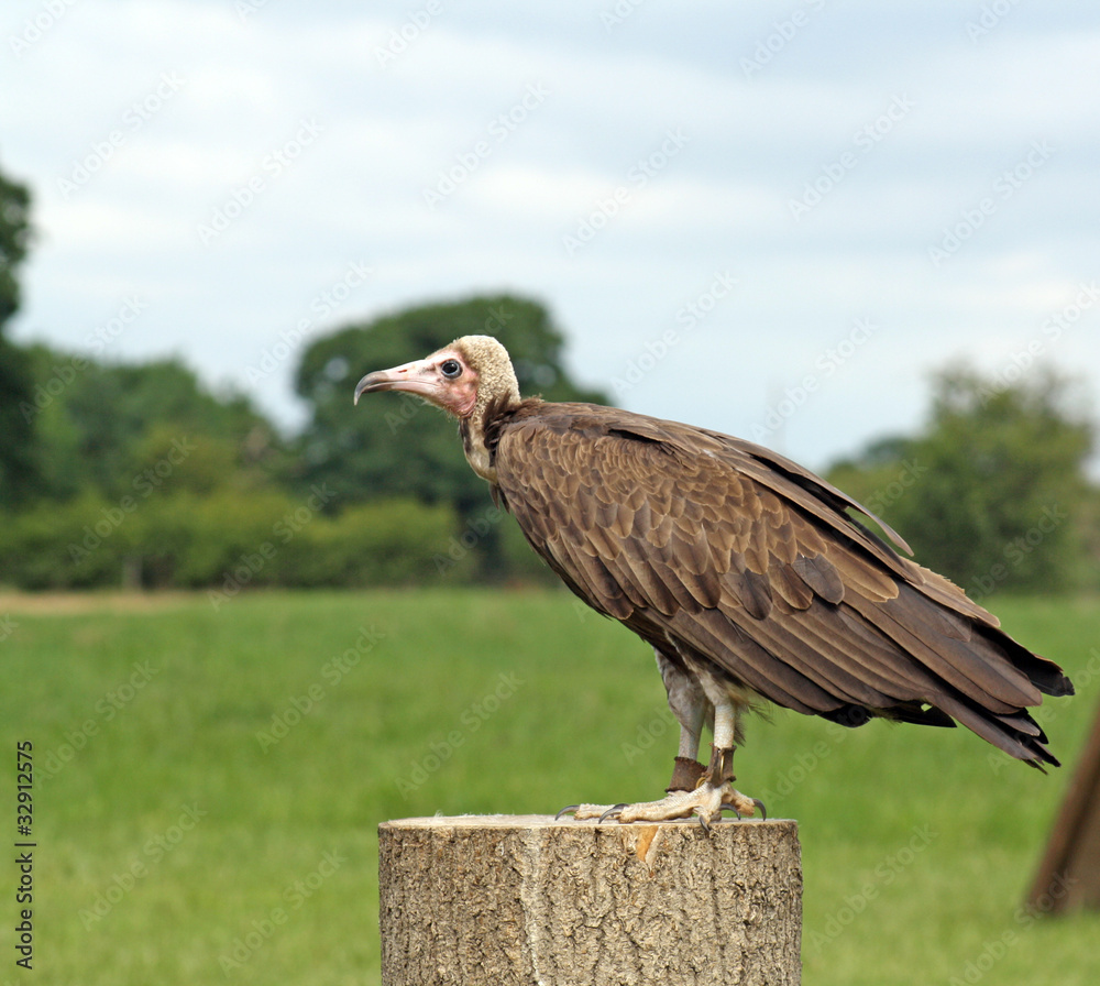 Fototapeta premium stunning bird of prey