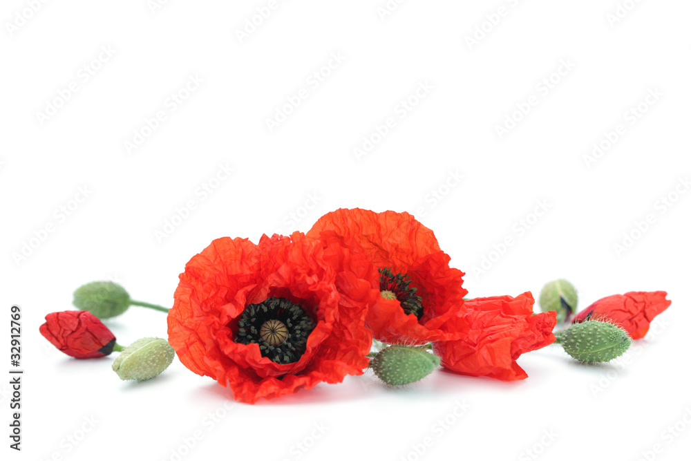 Naklejka premium red poppies