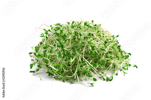 alfalfa sprouts photo