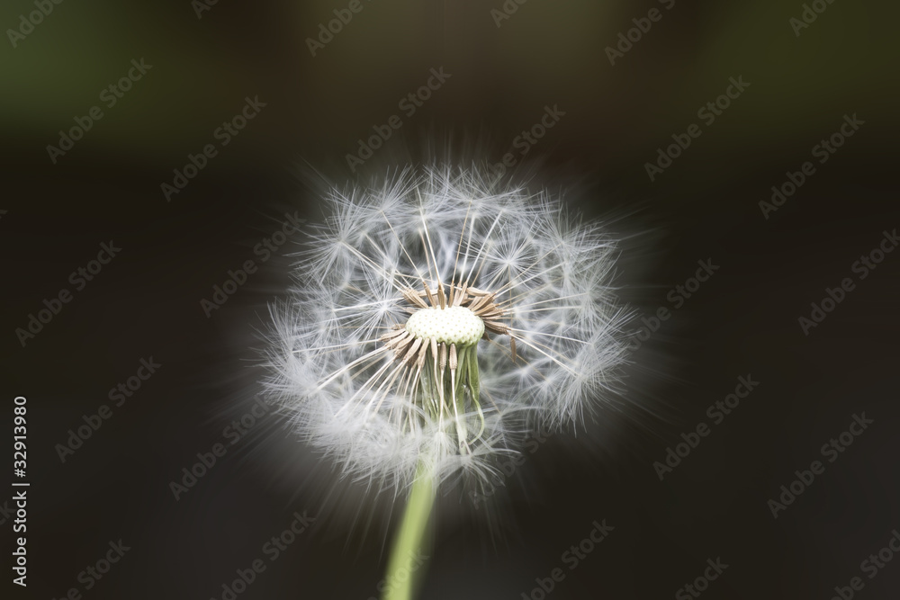 Fototapeta premium Pusteblume