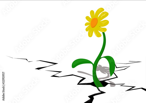 Flower in a crack