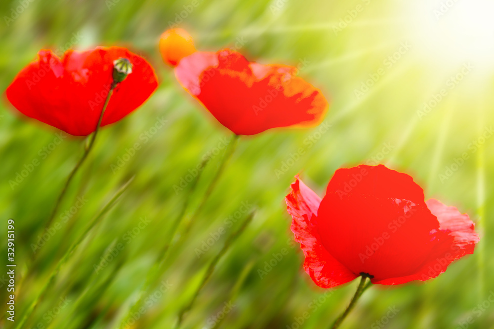 Obraz premium Sonnenschein