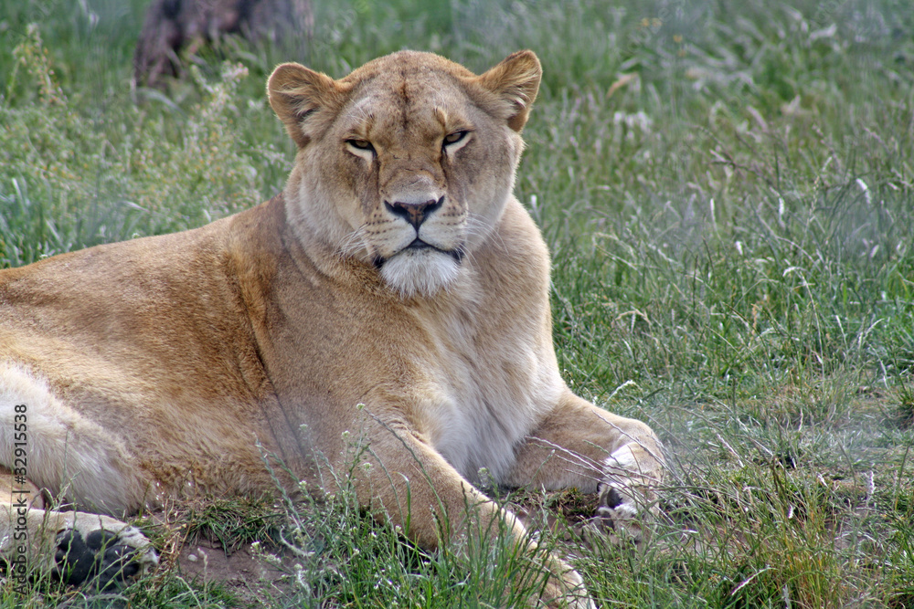 beautiful lion beautiful lion