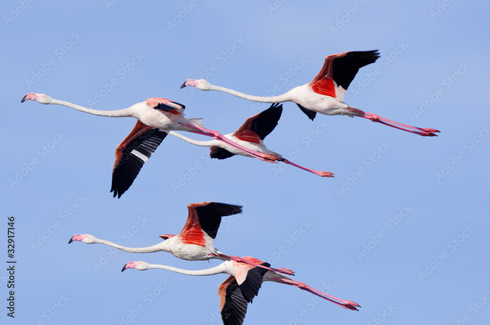 Obraz premium Fenicottero