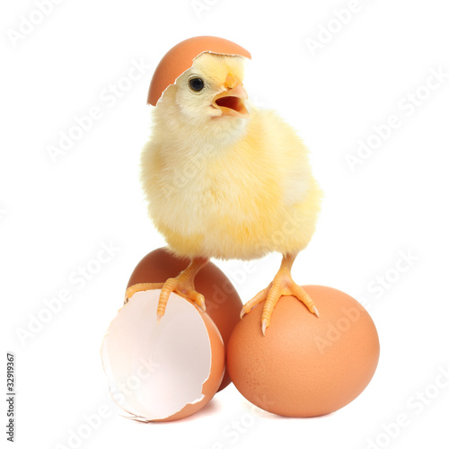 Cute chicken with eggs