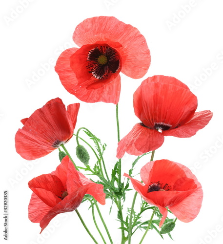 Fototapeta Naklejka Na Ścianę i Meble -  Beautiful red poppies isolated on a white background.
