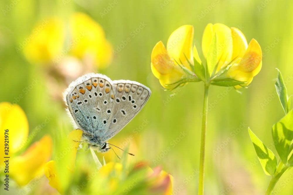 Obraz premium Common Blue Butterfly on a yellow flower on a spring morning
