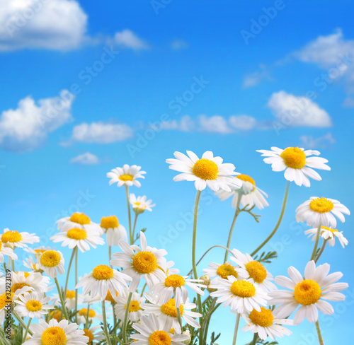 Daisies on blue sky background