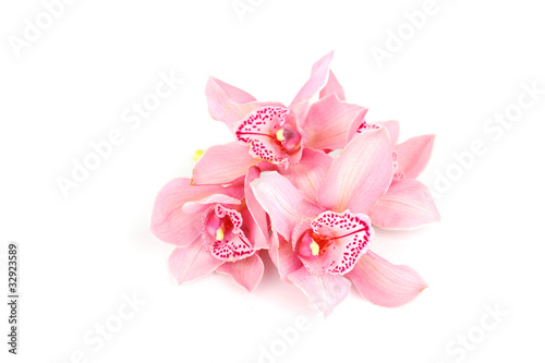 orchid isolated