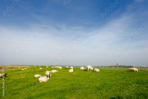Sheep at the Dutch dike