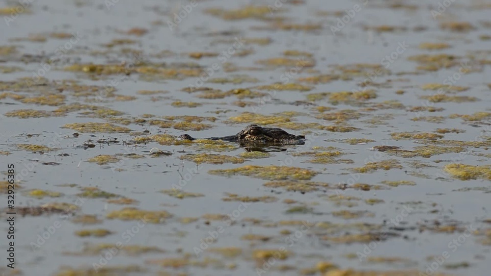Young alligator in a Florida swamp Young alligator in a Florida swamp