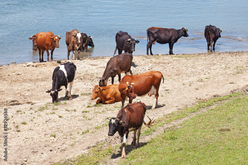landscape with cows by the water landscape with cows by the water