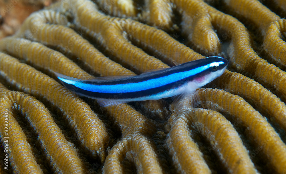 Fototapeta premium Neon Goby resting on top of brain coral.