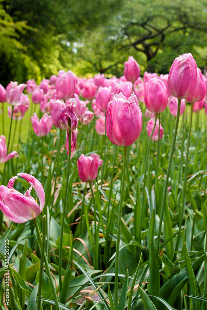 Pink Tulips in green park