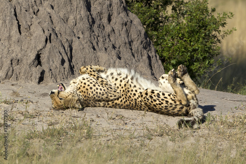Canvas Print Gepard