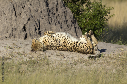 Canvas Print Gepard