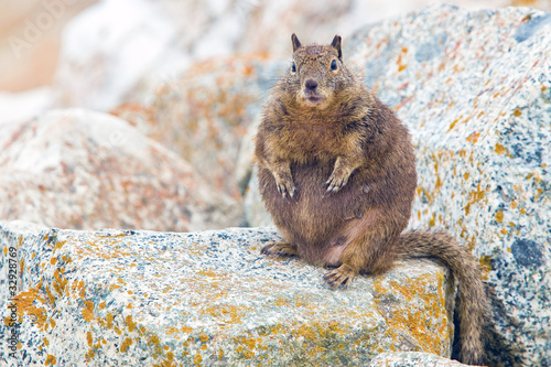 Overfed Fat Squirrel