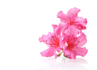 Acrylglasbilder Azalee Drei Rhododendronblüten in Nahaufnahme  © Le Do