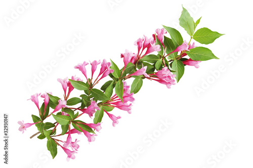 Pruning Weigela