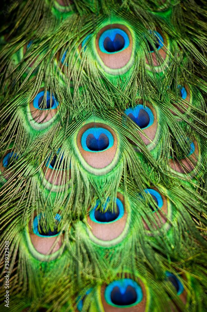Fototapeta premium Peacock feather detail