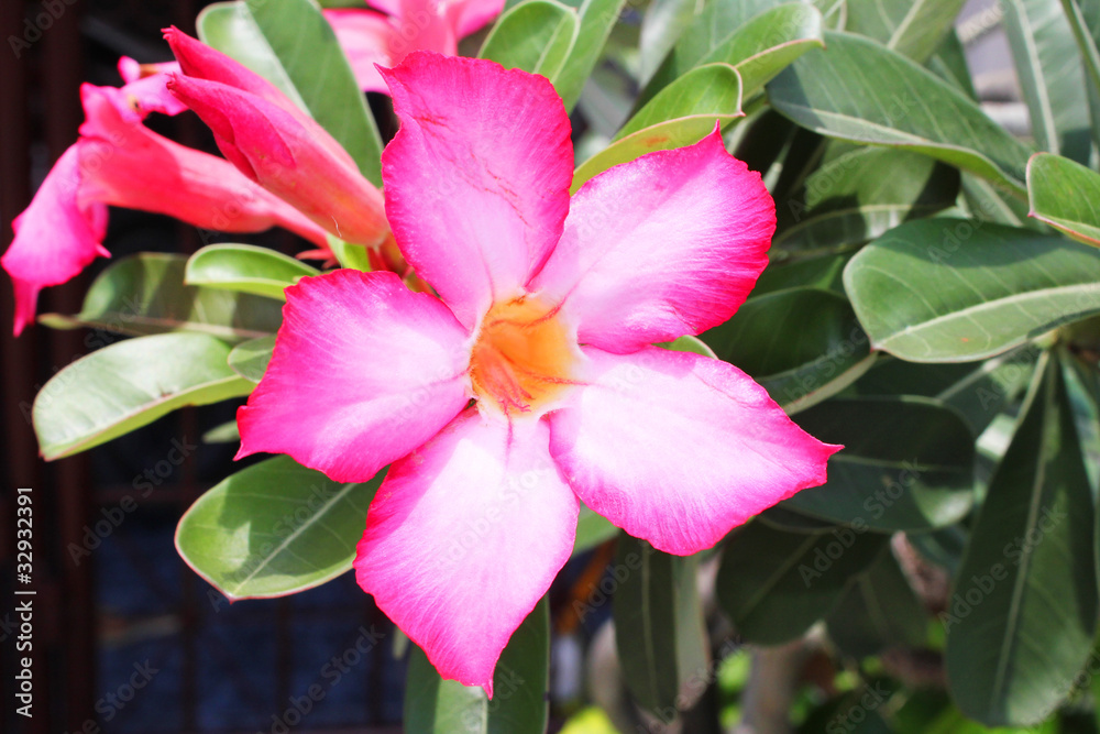 Pink Chuanchom flowers in Bangkok, Thailand.