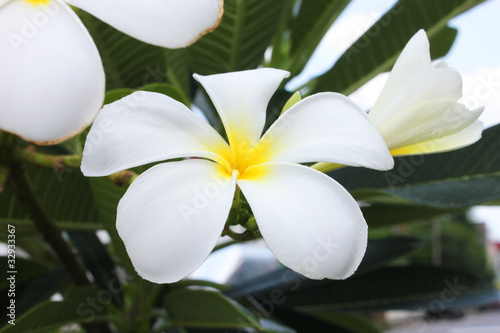 White Champa flowers in Bangkok  Thailand.