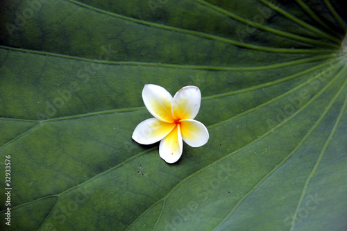 Plumeria Flower